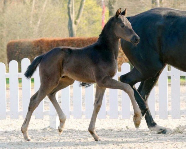 dressage horse Dynamic Boy (Westphalian, 2022, from Dynamic Dream)