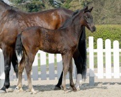 Dressurpferd Fairytale (Westfale, 2022, von Finest)