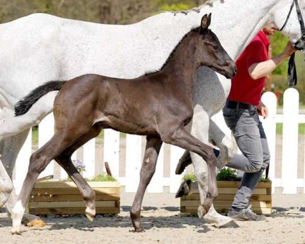 jumper Charming Boy (Westphalian, 2022, from Corfu de La Vie)