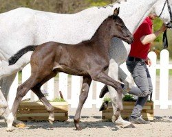 jumper Charming Boy (Westphalian, 2022, from Corfu de la Vie)