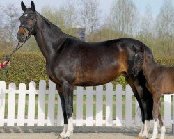 broodmare Florida (Westphalian, 2009, from Fidertanz)