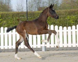 dressage horse Ronja Räubertochter (Westphalian, 2022, from Raven)