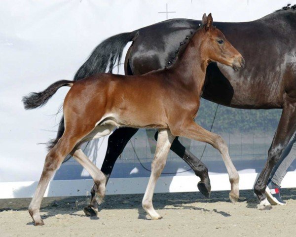 dressage horse Total Sunday B (Westphalian, 2022, from Total Diamond PS)