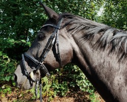 Pferd Ronja 311 (Westfale, 1993, von Ritterorden)