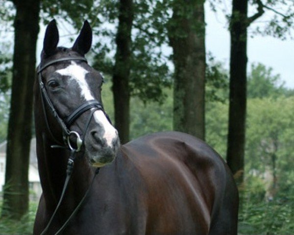 broodmare Glanzzeit II (Trakehner, 1990, from Michelangelo)