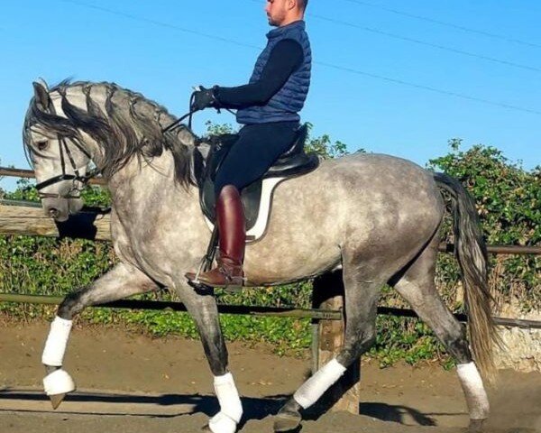 horse ZAFIRO (Pura Raza Espanola (PRE), 2020)