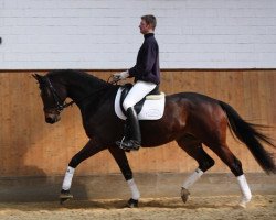 dressage horse Montoya 17 (Trakehner, 2006, from Cadeau)