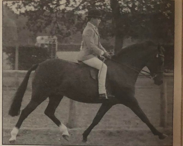 Zuchtstute Peveril Petrina II (New-Forest-Pony, 1977, von Priory Sunbeam)