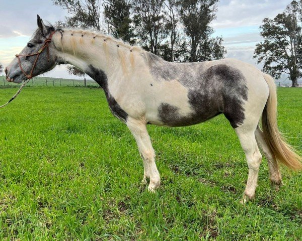 horse SOYANITA (Friesian-Mix,  )