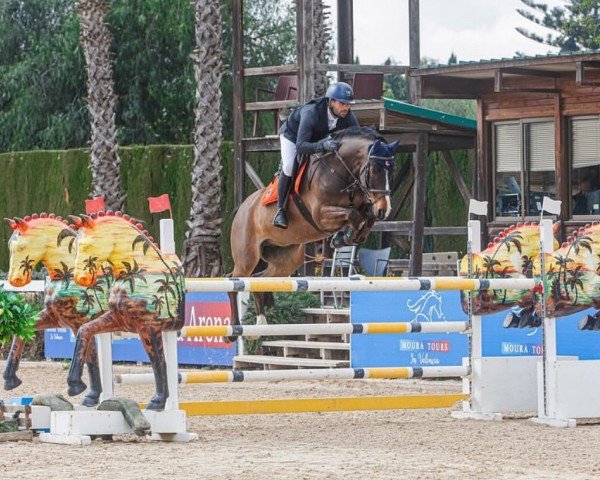 jumper Toujolow (Hanoverian, 2016, from Toulon)