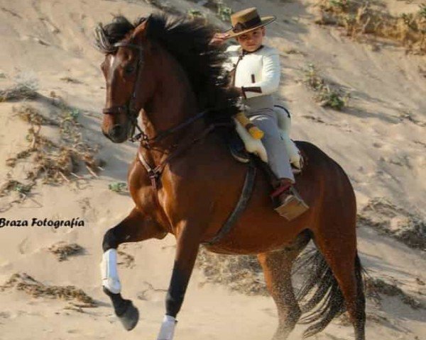 Pferd PERDIGON (Pura Raza Espanola (PRE),  )