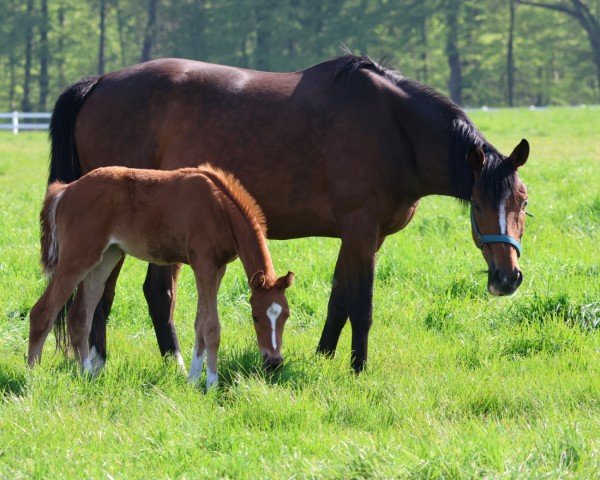 broodmare Night Gypsy xx (Thoroughbred, 2017, from Lord of England xx)