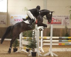 dressage horse Atrevido 7 (Trakehner, 2007, from Grafenstolz)