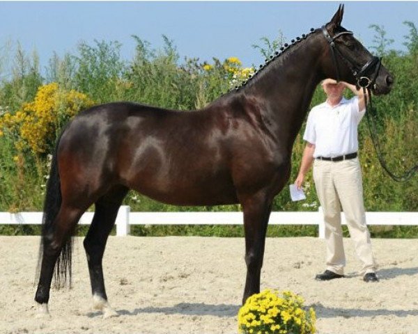 broodmare Serafina af Engelholm (Trakehner, 2010, from Gribaldi)