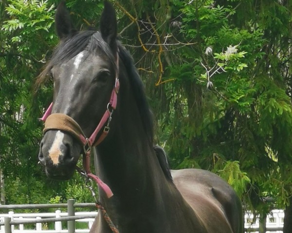 broodmare Port of Calmela (Oldenburg, 2013, from Calme P)