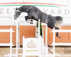 jumper Port Of Nightfall (Oldenburg show jumper, 2017, from Hickstead White)