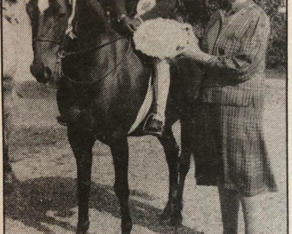 horse Cusop Journal (Welsh Partbred, 1978, from Cusop Flamingo)