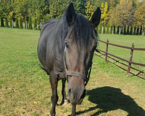 broodmare FPM Freestyle (Hungarian Warmblood, 2004, from Frederik)