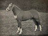 stallion Brookside Spitfire (New Forest Pony, 1942, from Forest Horse)
