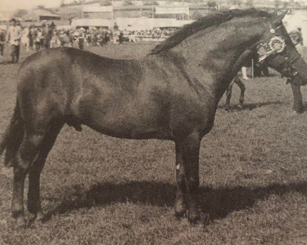Deckhengst Ramblers Prince Picolo (New-Forest-Pony, 1972, von Peveril Pickwick)