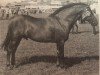 stallion Ramblers Prince Picolo (New Forest Pony, 1972, from Peveril Pickwick)