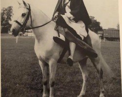 Pferd Coed Coch Geraint (Welsh Pony (Sek.B), 1949, von Tan-Y-Bwlch Berwyn)