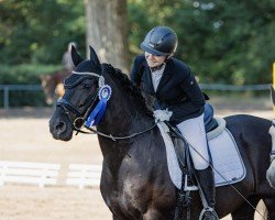 dressage horse Lucero 59 (unknown, 2009)