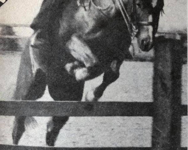 Deckhengst Burstye Kythnos (Welsh Pony (Sek.B), 1970, von Springbourne Bounty)