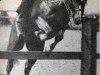 stallion Burstye Kythnos (Welsh-Pony (Section B), 1970, from Springbourne Bounty)