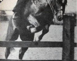 stallion Burstye Kythnos (Welsh-Pony (Section B), 1970, from Springbourne Bounty)