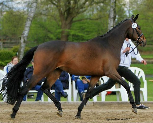 broodmare Herzogin von Sölring (Trakehner, 2012, from Imperio 3)