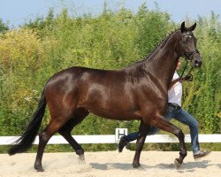 broodmare Donauschwalbe (Trakehner, 2010, from Schwalbenglanz)