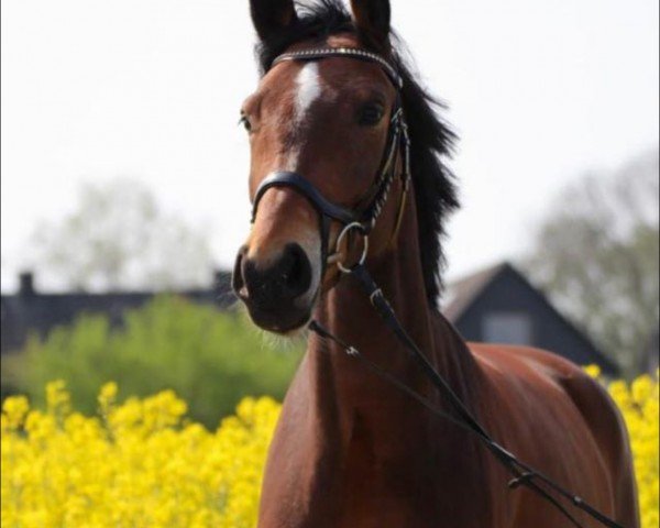 jumper Quincafura (Hanoverian, 2014, from Quinturo 2)