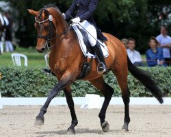 stallion Karl Lagerfeld (Trakehner, 2005, from Hofrat)