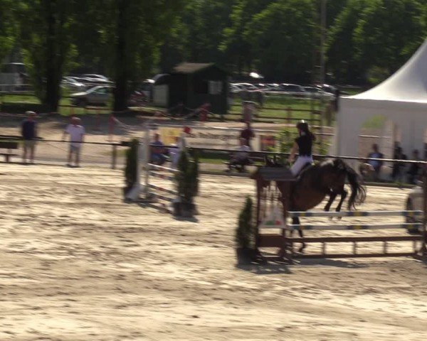 Reitturnier Hamm-Rhynern 2024