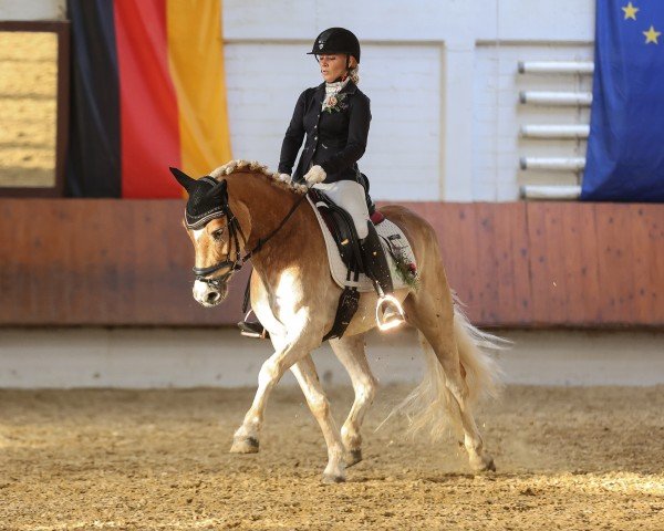 dressage horse Napoleon 506 (Haflinger, 2019, from Nordwest)