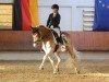 dressage horse Napoleon 506 (Haflinger, 2019, from Nordwest)