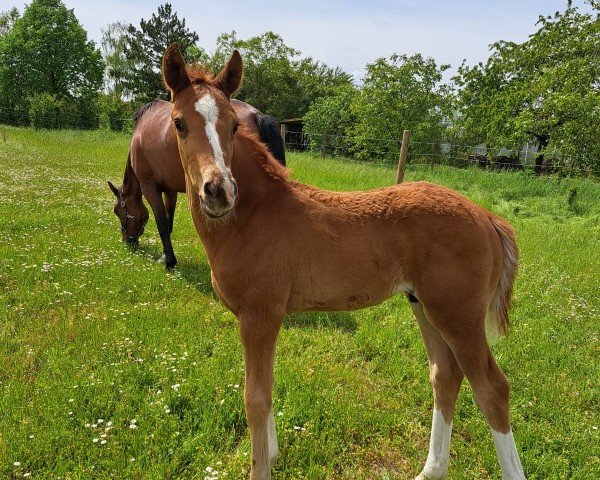 Fohlen von Felisso (Deutsches Reitpferd, 2024, von Federer 10)