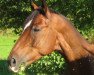 dressage horse Dusty von Donnerschlag (Rhinelander, 1996, from Donnerschlag)