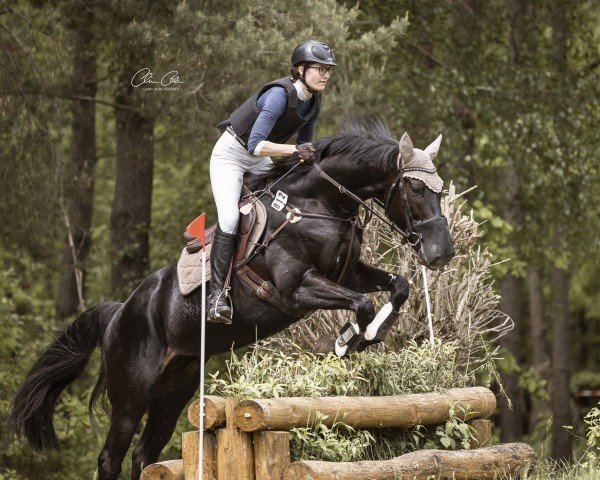 Springpferd Be Fascinated (Trakehner, 2017, von Avatar)