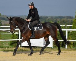 broodmare Dandric EM (Westphalian, 2017, from Dibadu L)