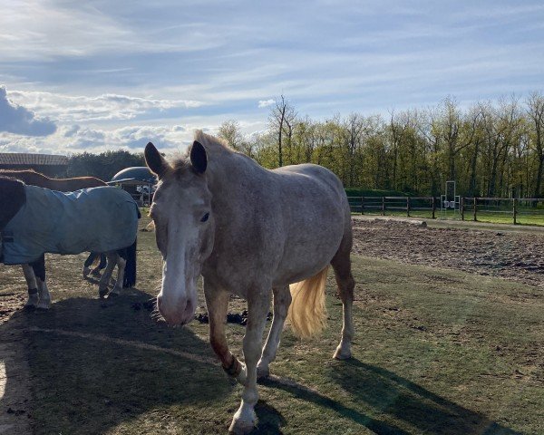 horse Ekoda (Great Poland (wielkopolska), 2008, from Tabasko 87 G Zg POL)