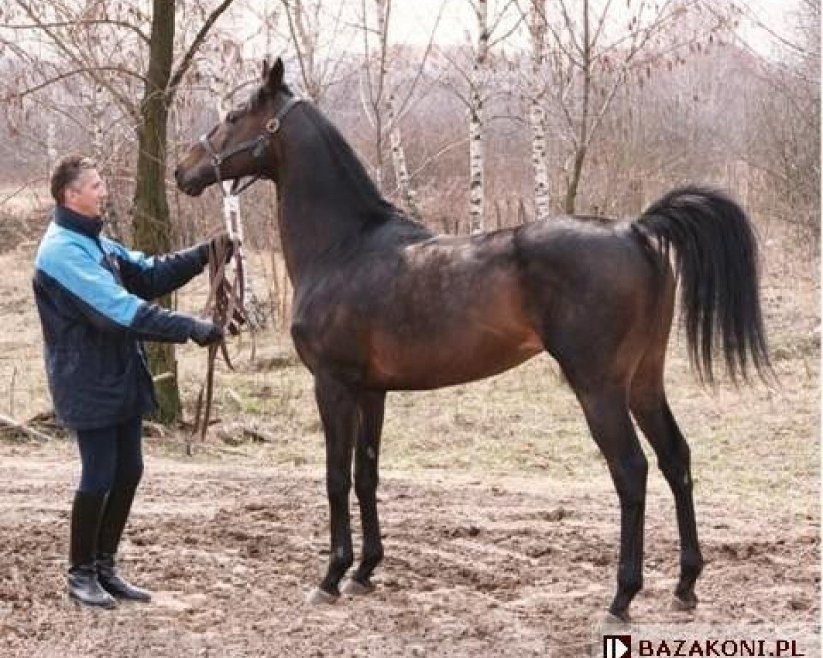 horse Roulette xx (unknown,  )