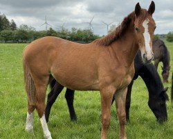 horse Tobaga (Holsteiner, 2023, from Tobago Z)