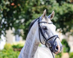 dressage horse Sir Hubertus (Oldenburg, 2012, from Surprice)