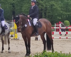 jumper Lior 2 (German Sport Horse, 2018, from Lapollo)