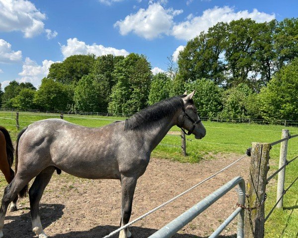 Springpferd Electric U Z (Zangersheide Reitpferd,  , von Emerald van 't Ruytershof)