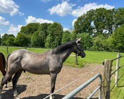 jumper Electric U Z (Zangersheide riding horse,  , from Emerald van 't Ruytershof)