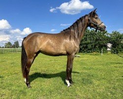 dressage horse KK Daiquiri (German Riding Pony, 2022, from Dutchman AT)