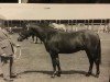 stallion Priory Blue Peter (New Forest Pony, 1961, from Priory Starlight VII)